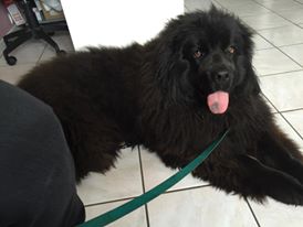 Lola chez la vétérinaire en visite ( service Taxi animalier )