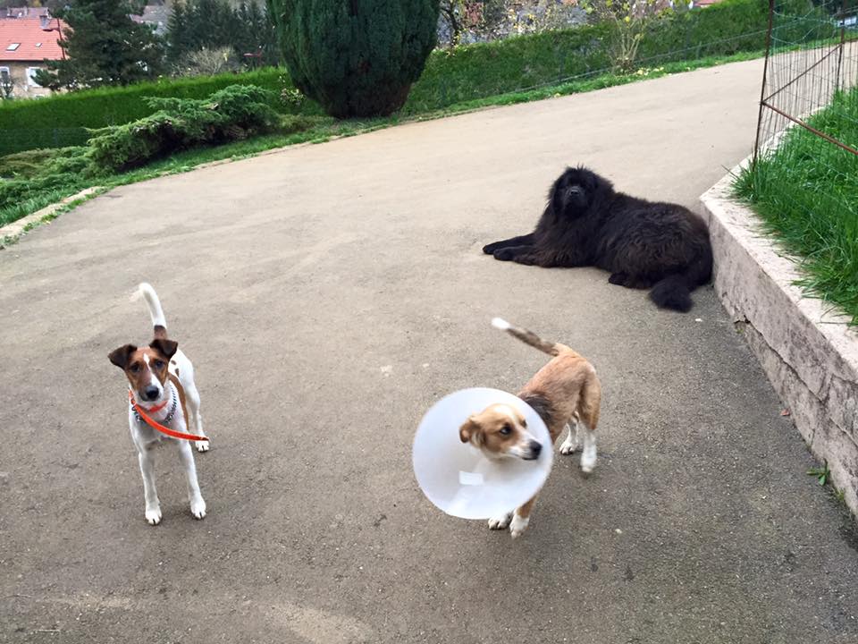 Gaïa apres sa stérélisation, Flocky et Lola