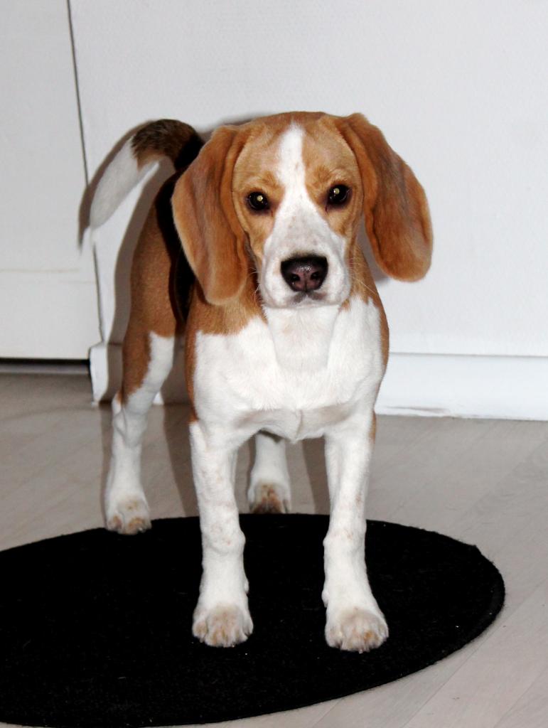 Holdup Beagle de 6 mois
