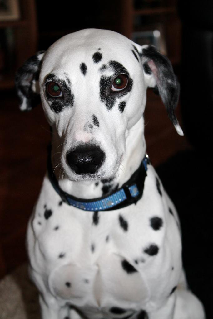 Véro Dalmatien
