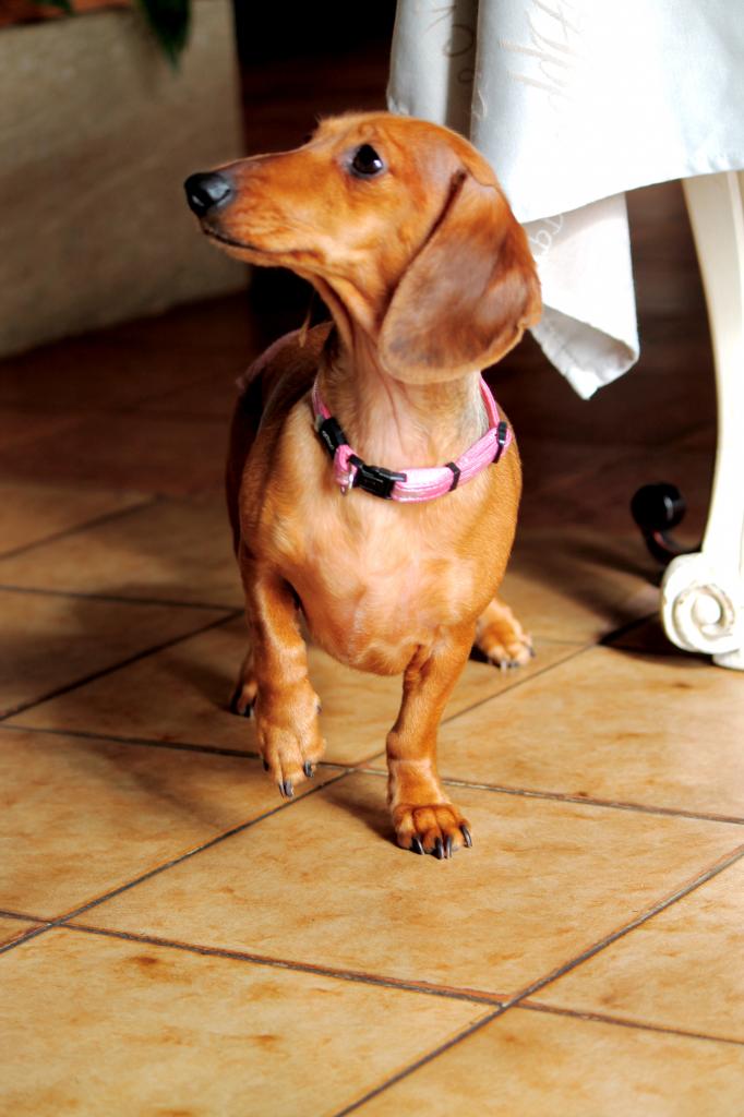 Daisy Teckel