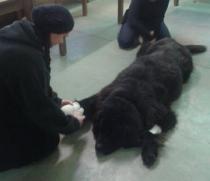 Bandage du coussinet sur Brooke