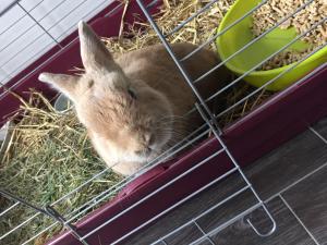 Ulysse lapin