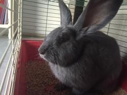 Oscar