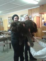 Lever et porter un gros chien , ici Gips
