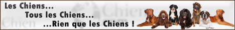 Chien.com