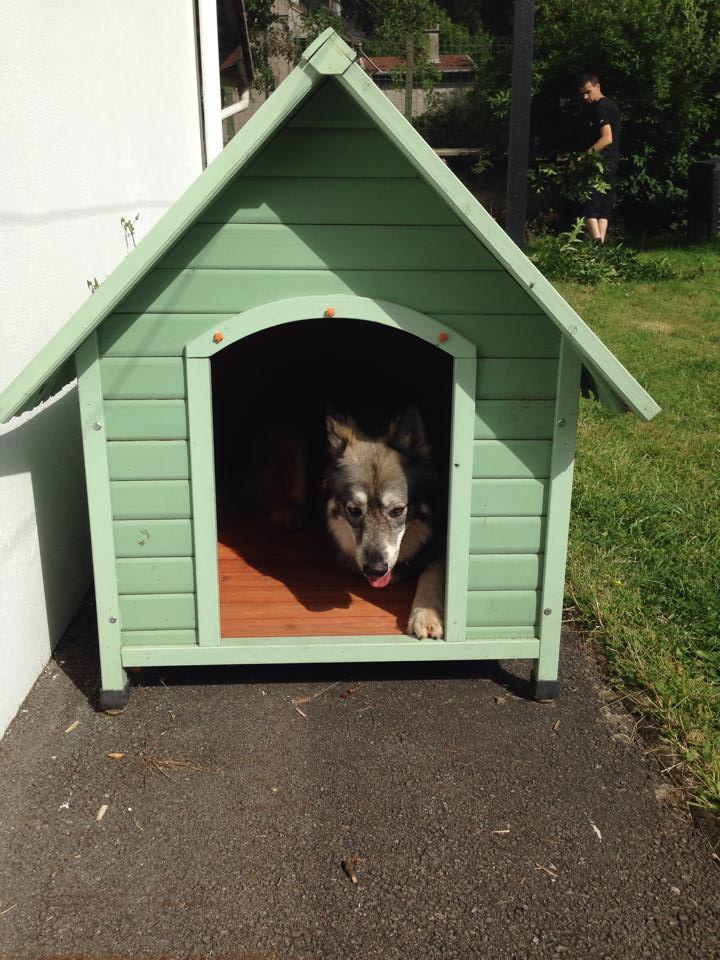 taica chien loup tchèque