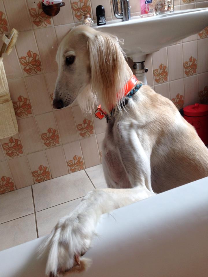 bianca saluki