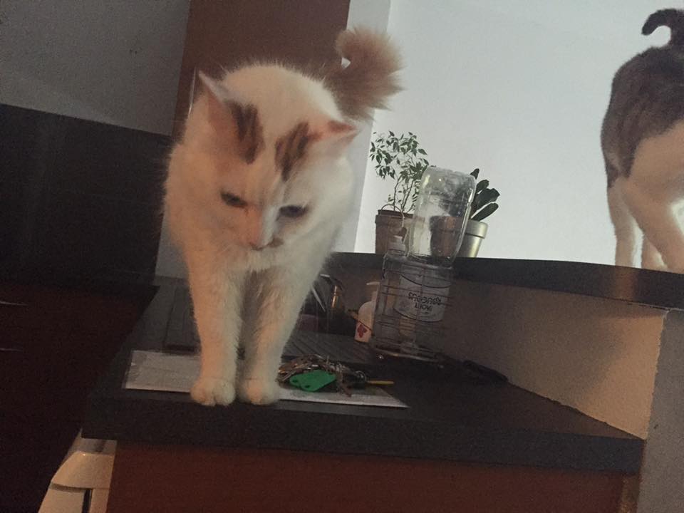 CHAT SERVICE A DOMICILE
