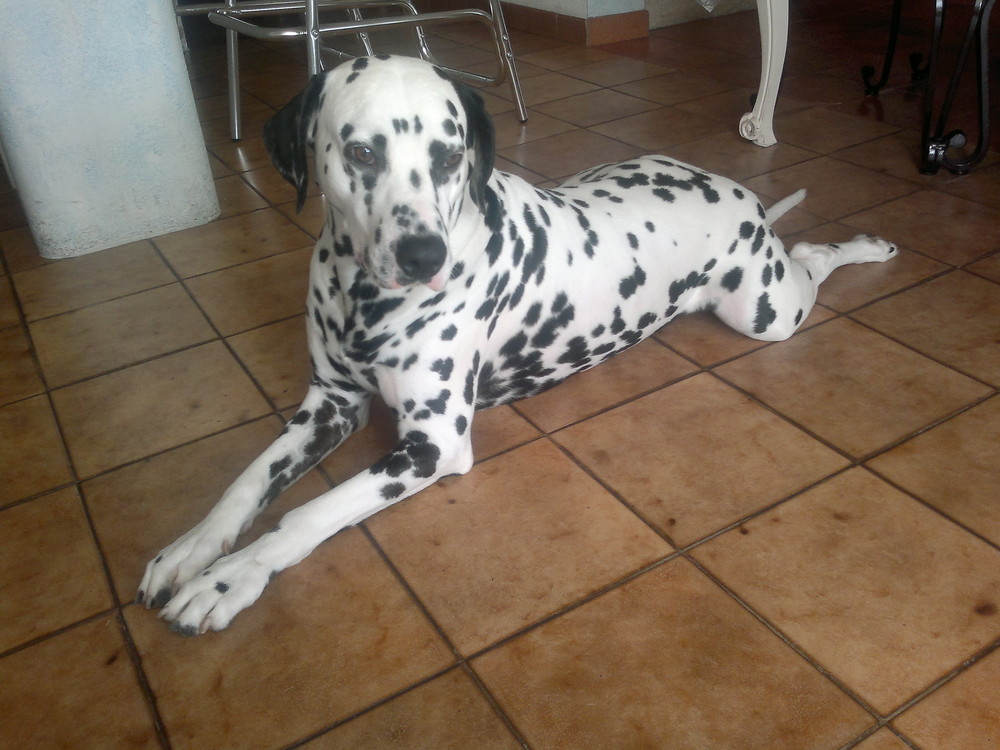 Djack Dalmatien