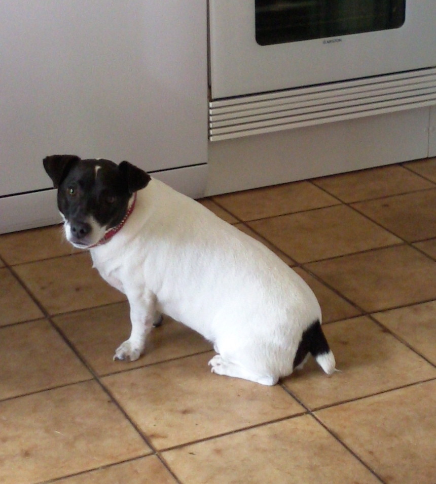 Cosmos Djack Russel