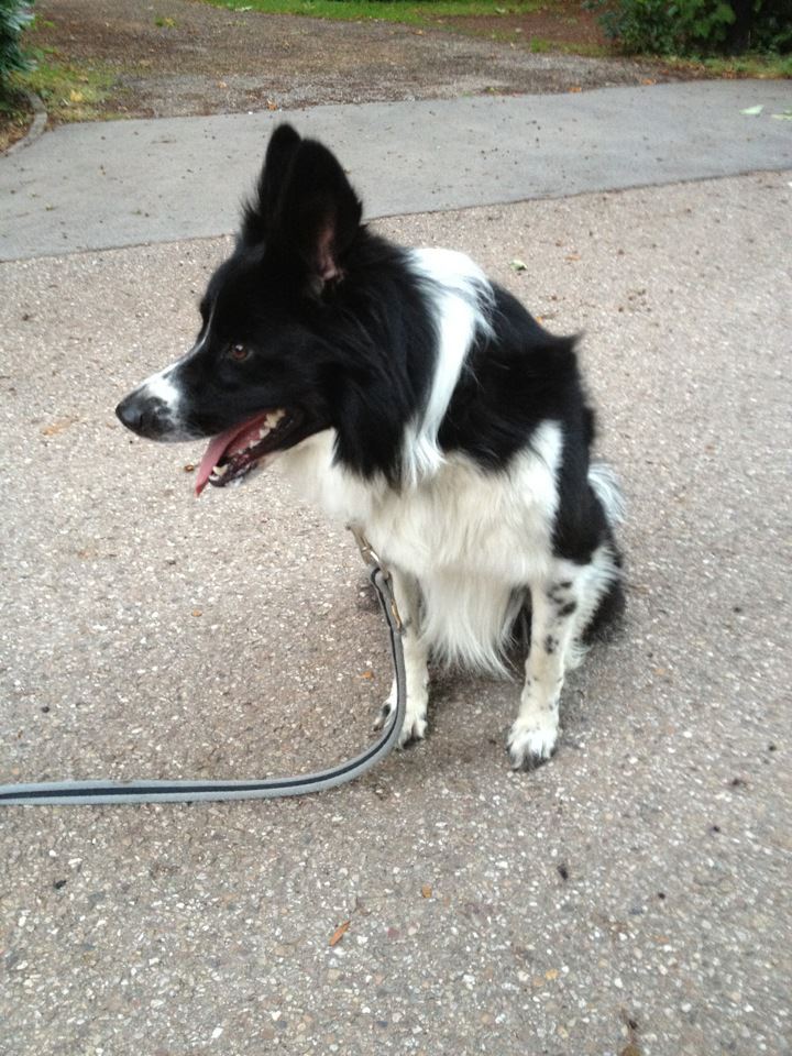 Farro border collie , Service à domicile promenade 