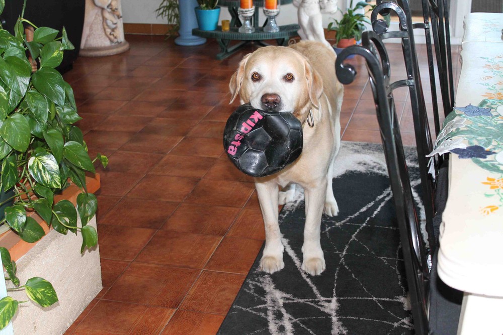 Goliath Labrador