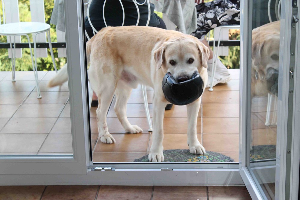 Goliath Labrador