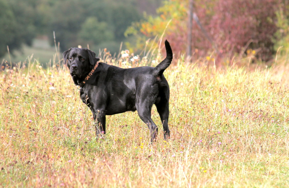 Black Labrador