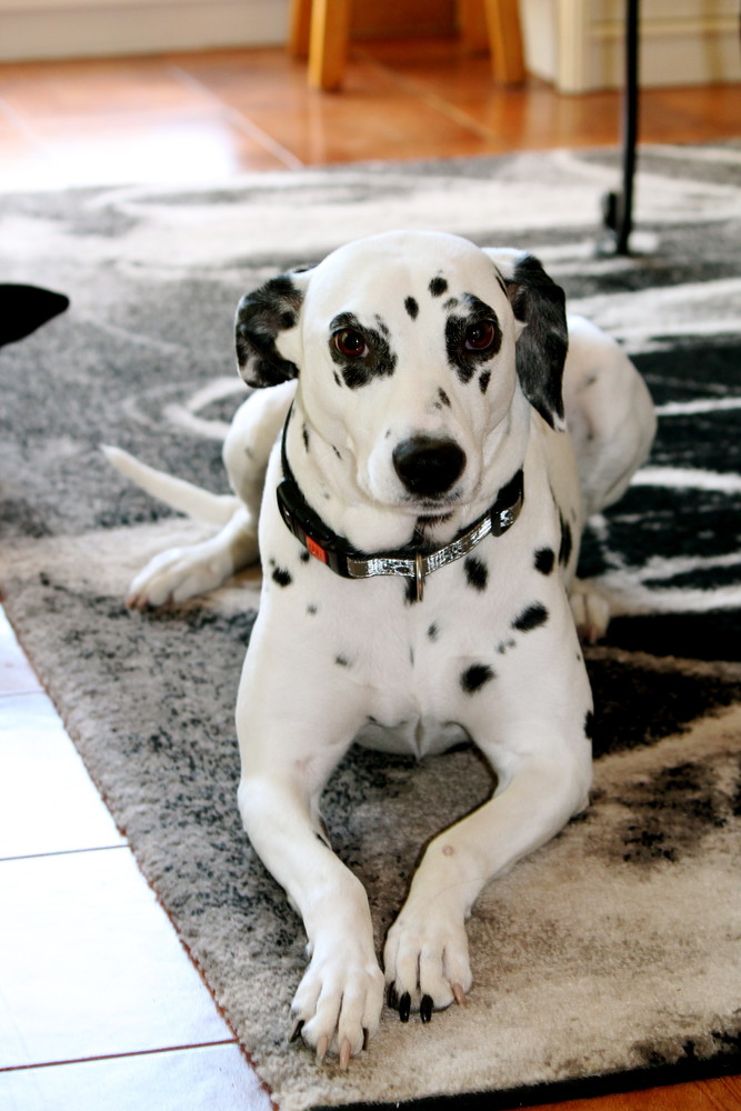 Véro Dalmatien 