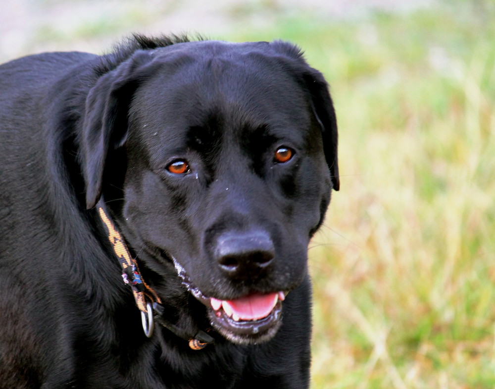 Black Labrador