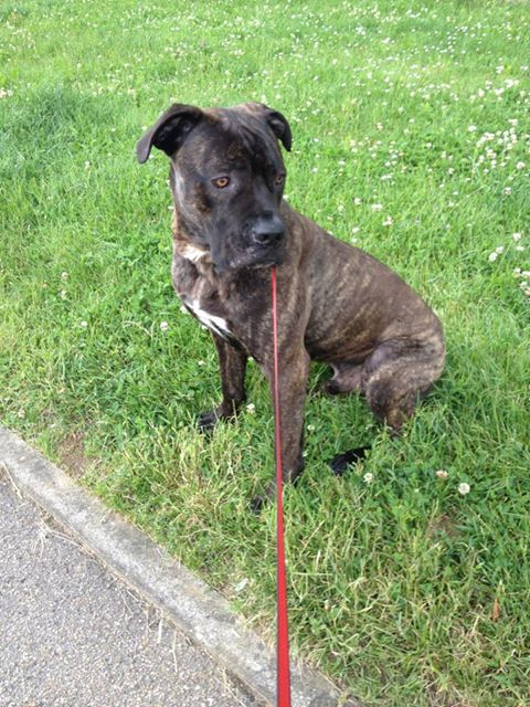 Eros cane corso chien en promenade