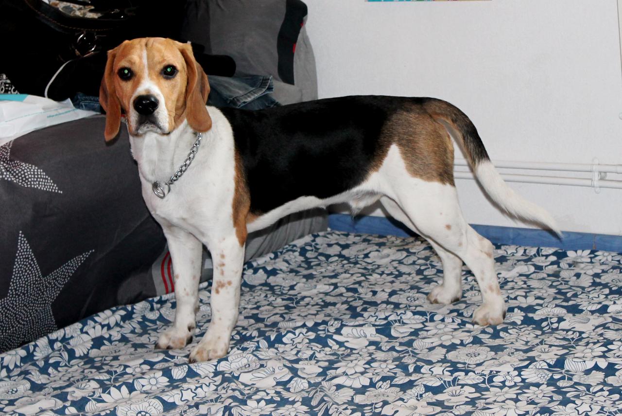 Hopi beagle