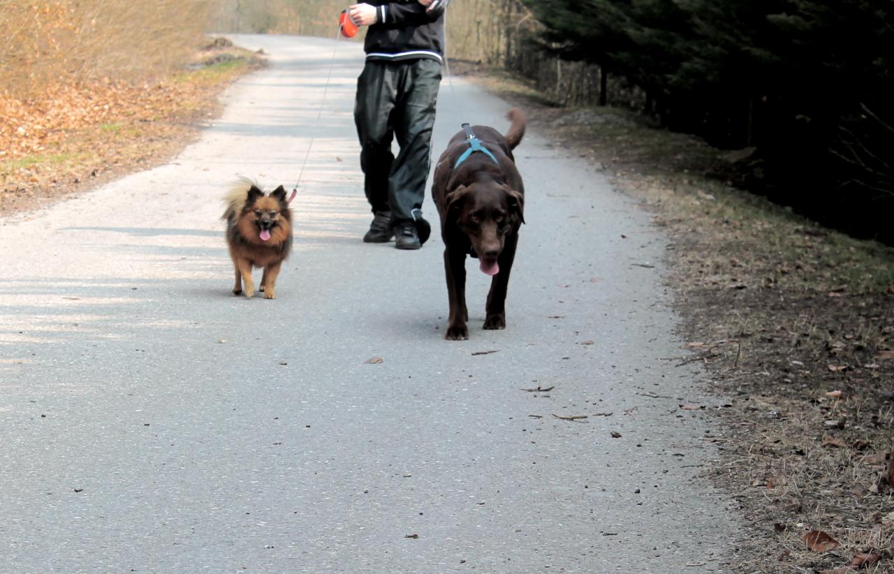 Tao et Peaches en promenade