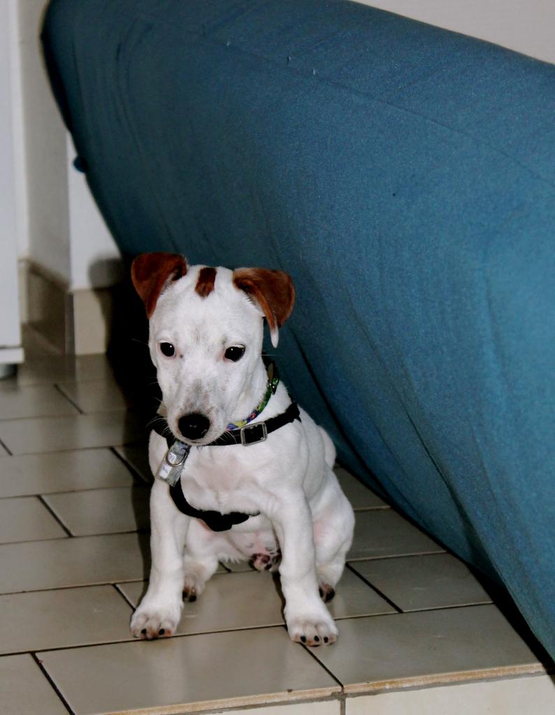 Ioda Jack Russel