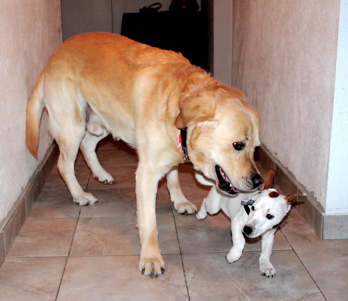 Gandor Labrador et Ioda Jack Russel