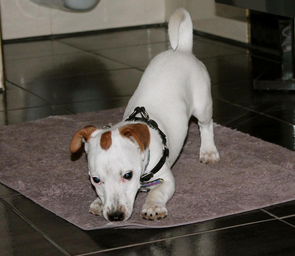 Ioda Jack Russel