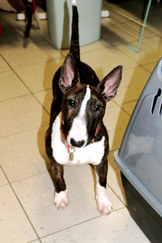 Heidi Bull terrier nain