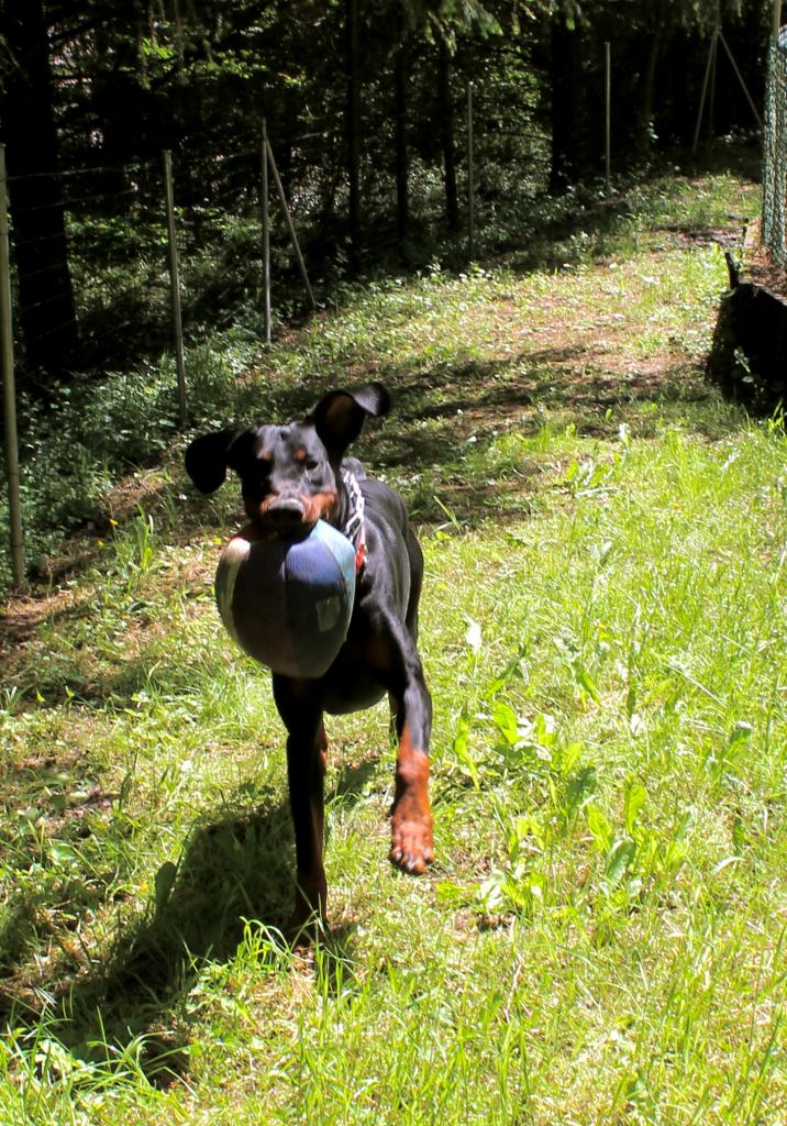 Gétro Doberman