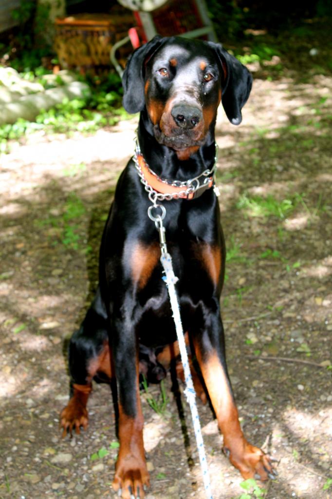 Gétro Doberman