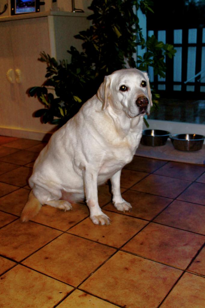 Tequila Labrador