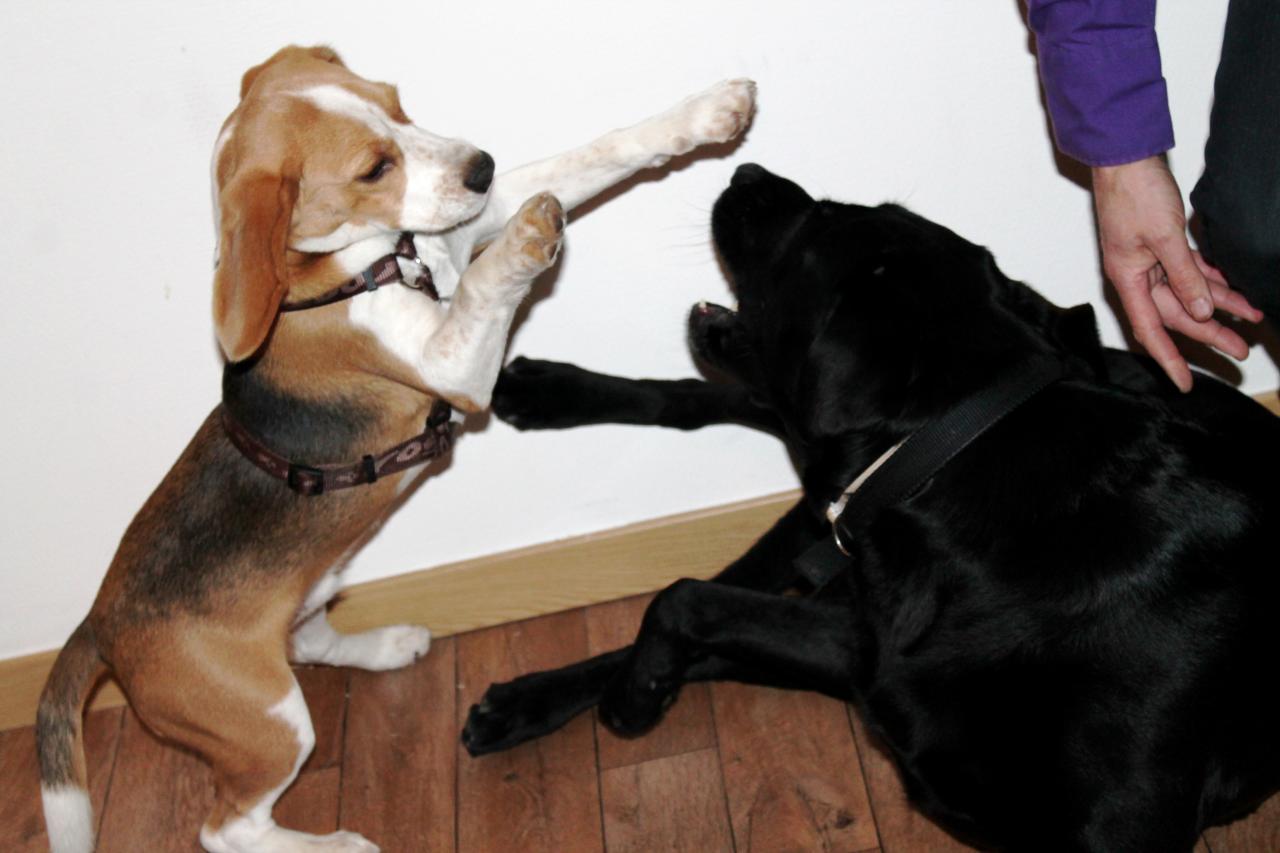 Holdup Beagle de 6 mois et Black Labradore 
