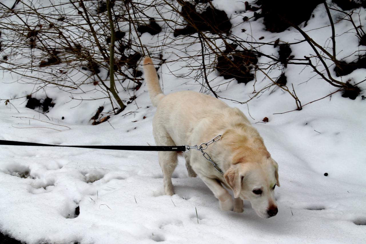 Tequila Labrador en promenade