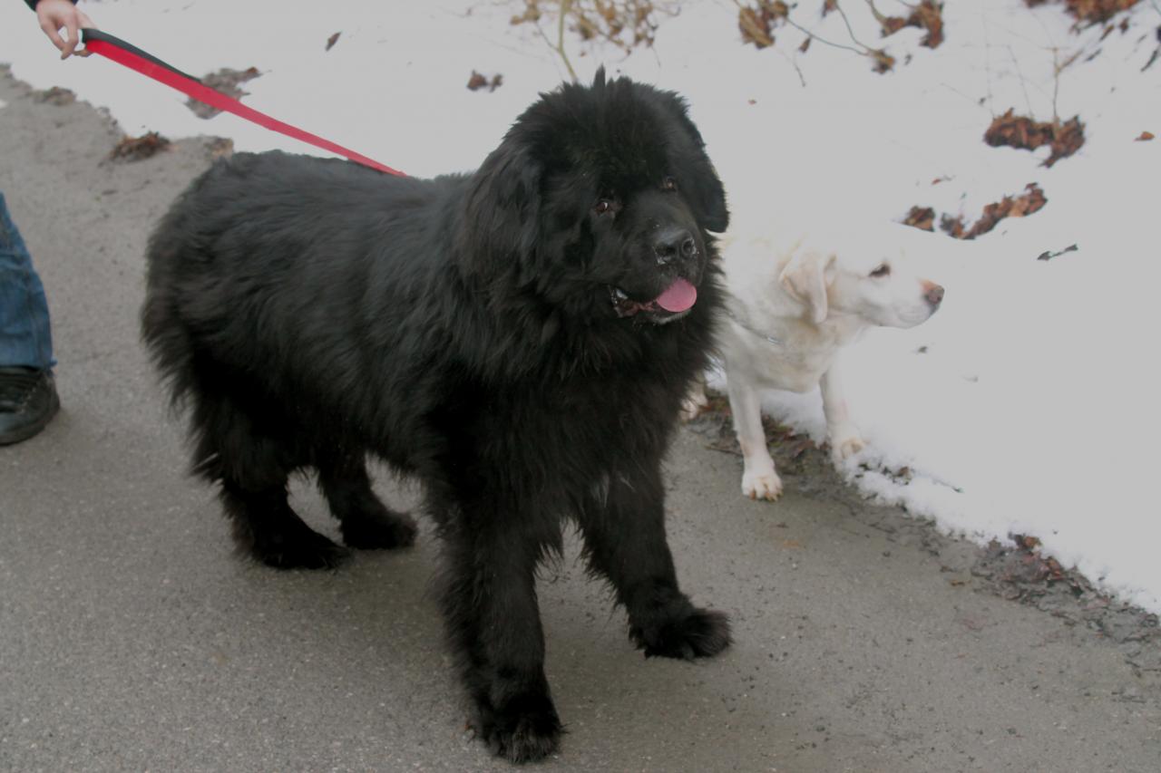 Cameron Terre-Neuve et Tequila Labrador en promenade