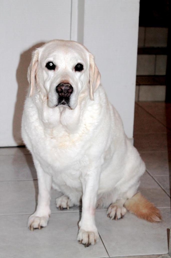 Tequila Labrador