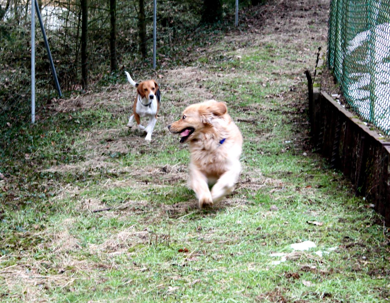 Hava et bugsy dans le parc