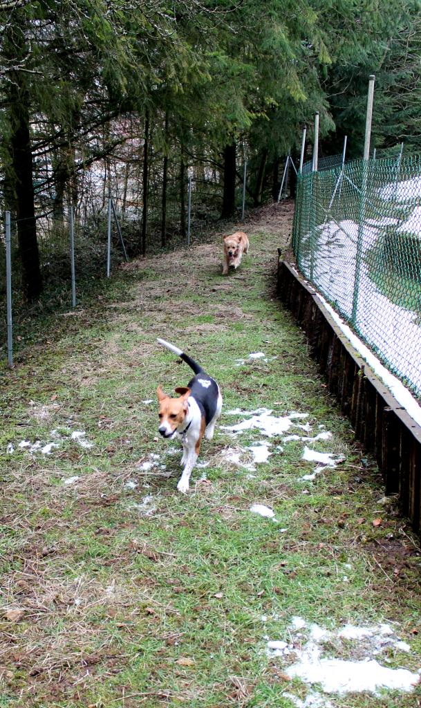 Hava et bugsy dans le parc