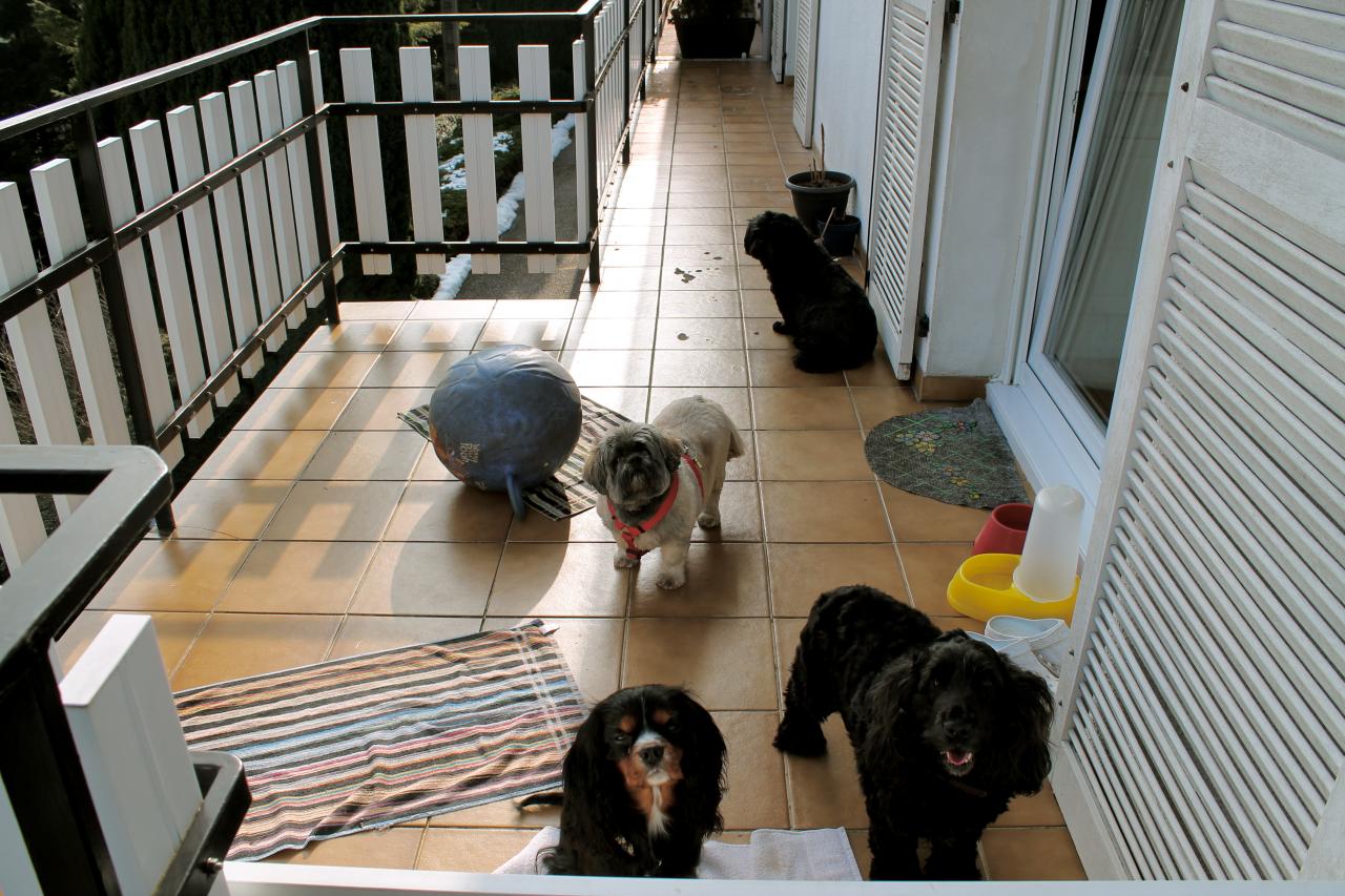 Les loulous sur le balcon, Google, Elfy, Maia et Moka