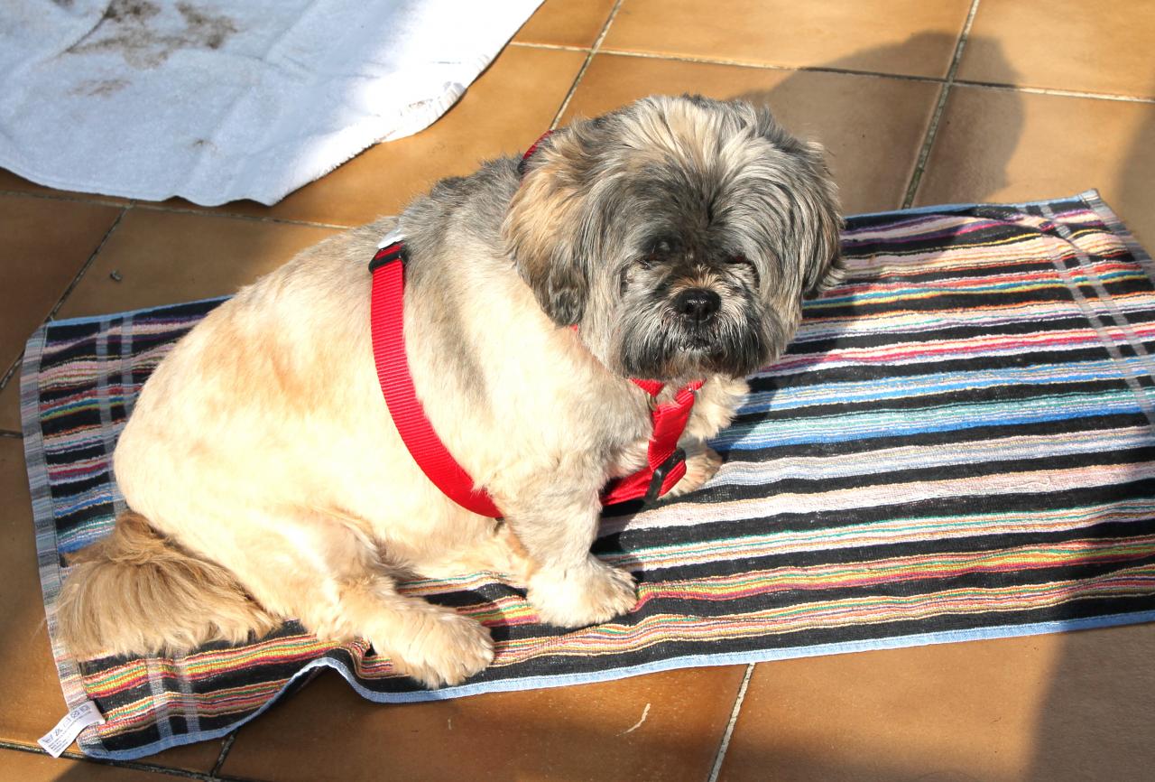 Maia Lhassa Apso