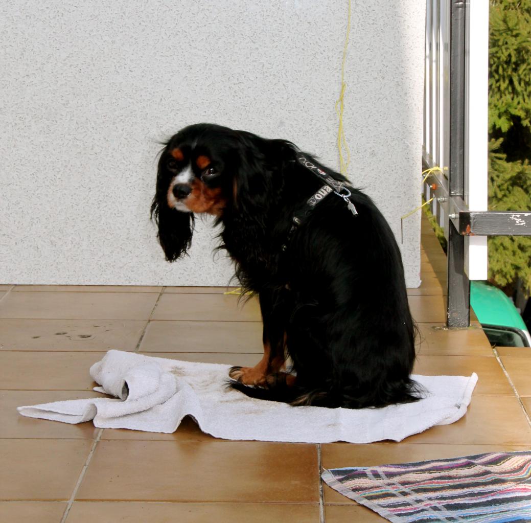 Google cavalier king charles 