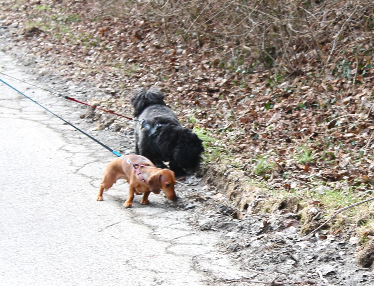 La promenade ici : Daisy et Moka