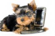 Chien telephone1 1